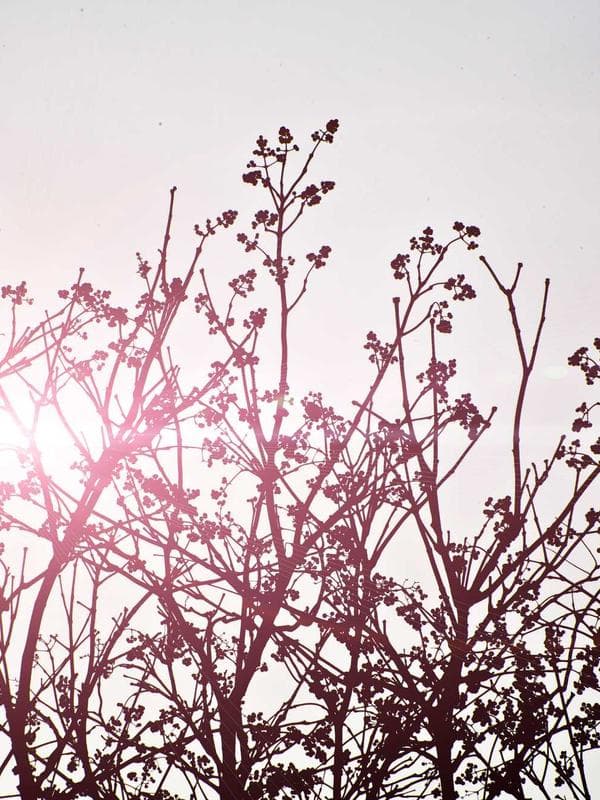 Miley double strap ballet - black textured